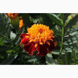 Tagetes patula Orangeflamme Fljlsblomst - Tagetes Orangeflamme