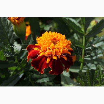 Tagetes patula Orangeflamme Fljlsblomst - Tagetes Orangeflamme