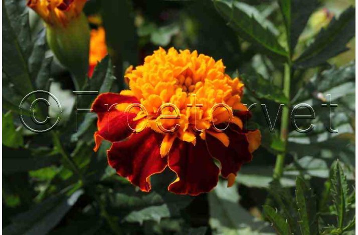 Tagetes patula Orangeflamme Fljlsblomst - Tagetes Orangeflamme