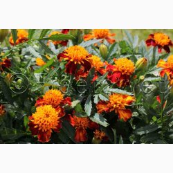 Tagetes patula Orangeflamme Fljlsblomst - Tagetes Orangeflamme