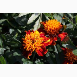 Tagetes patula Orangeflamme Fljlsblomst - Tagetes Orangeflamme
