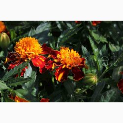 Tagetes patula Orangeflamme Fljlsblomst - Tagetes Orangeflamme