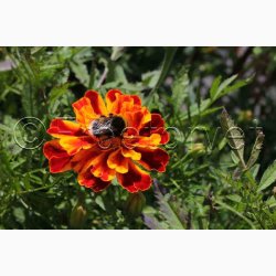 Tagetes patula nana Bonita - Fljlsblomst. (ca. 75 fr)