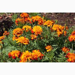 Tagetes patula nana Bonita - Fljlsblomst. (ca. 75 fr)
