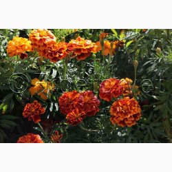 Tagetes patula nana Bonita - Fljlsblomst. (ca. 75 fr)