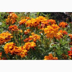 Tagetes patula nana Bonita - Fljlsblomst. (ca. 75 fr)