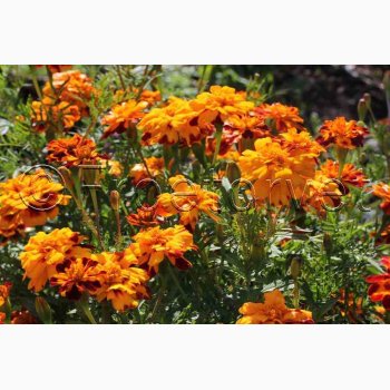 Tagetes patula nana Bonita - Fljlsblomst. (ca. 75 fr)