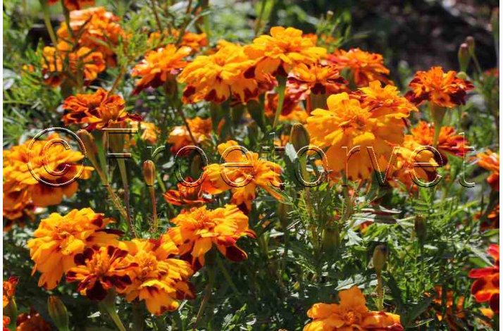 Tagetes patula nana Bonita - Fljlsblomst. (ca. 75 fr)