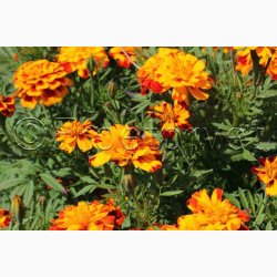 Tagetes patula nana Bonita - Fljlsblomst. (ca. 75 fr)
