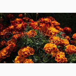 Tagetes patula nana Honeycomb - Fljlsblomst (ca. 50 fr)