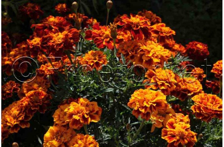 Tagetes patula nana Honeycomb - Fljlsblomst (ca. 50 fr)