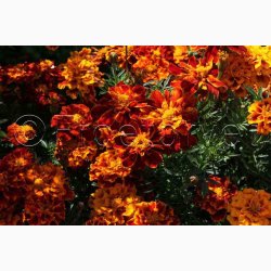 Tagetes patula nana Honeycomb - Fljlsblomst (ca. 50 fr)