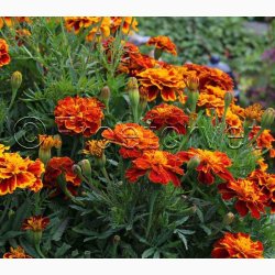 Tagetes patula nana Honeycomb - Fljlsblomst (ca. 50 fr)