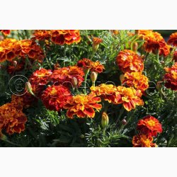 Tagetes patula nana Honeycomb - Fljlsblomst (ca. 50 fr)