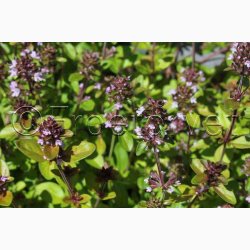 Thymus serpyllum Wild Magic smalbladet - Timian