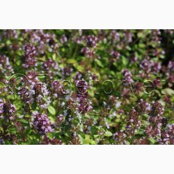 Thymus serpyllum Wild Magic smalbladet - Timian