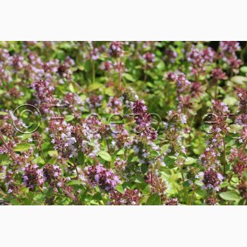 Thymus serpyllum Wild Magic smalbladet - Timian