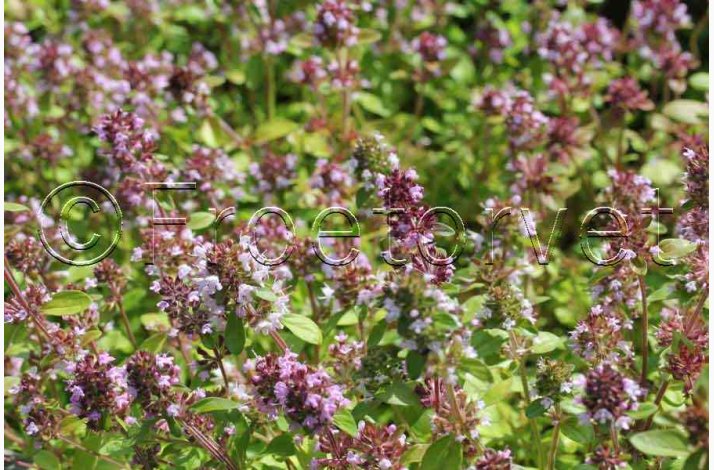 Thymus serpyllum Wild Magic smalbladet - Timian