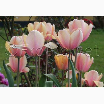 Tulipanløg - helt unikke tulipanløg og nyd havens blomsterflor