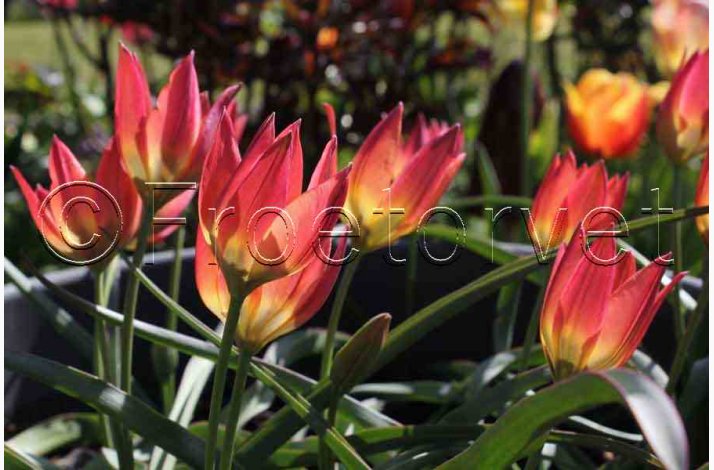 Tulipan Little princess (10 lg) - Botaniske tulipaner