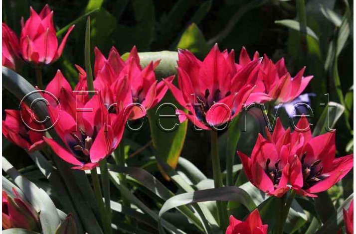 Tulipan little beauty (15 lg) - Botaniske tulipaner