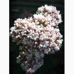 Valeriana officinalis - Lgebaldrian (40 fr)