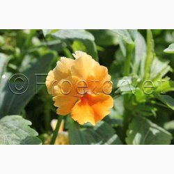 VIOLA CORNUTA Chantreyland aprikosfarve- Hornviol. (40 Fr)