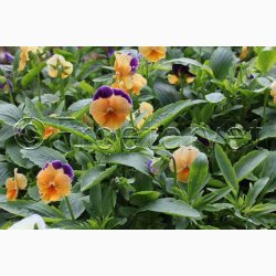 VIOLA CORNUTA Chantreyland aprikosfarve- Hornviol. (40 Fr)