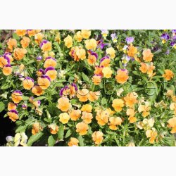 VIOLA CORNUTA Chantreyland aprikosfarve- Hornviol. (40 Fr)