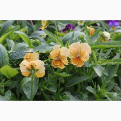 VIOLA CORNUTA Chantreyland aprikosfarve- Hornviol. (40 Fr)