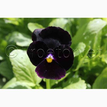 VIOLA x Wittrockiana Black Crystal - Stedmoderblomst (ca. 200 fr)