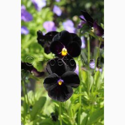 VIOLA x Wittrockiana Black Crystal - Stedmoderblomst (ca. 200 fr)