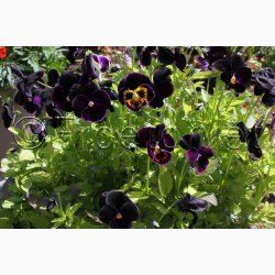 VIOLA x Wittrockiana Black Crystal - Stedmoderblomst (ca. 200 fr)