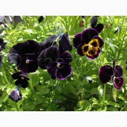 VIOLA x Wittrockiana Black Crystal - Stedmoderblomst (ca. 200 fr)