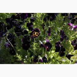 VIOLA x Wittrockiana Black Crystal - Stedmoderblomst (ca. 200 fr)