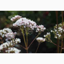 Valeriana officinalis - Lgebaldrian (40 fr)