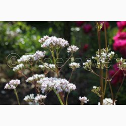 Valeriana officinalis - Lgebaldrian (40 fr)