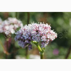 Valeriana officinalis - Lgebaldrian (40 fr)