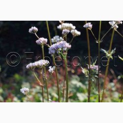Valeriana officinalis - Lgebaldrian (40 fr)