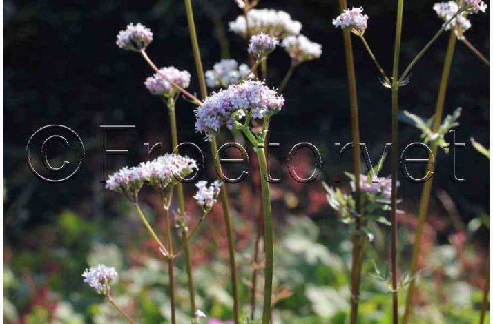 Valeriana officinalis - Lgebaldrian (40 fr)