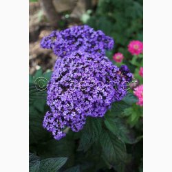 Vaniljeblomst � Heliotropium arborescens � �Vanilla� � Fr� (min. 60 stk.)