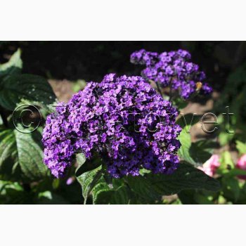 Vaniljeblomst � Heliotropium arborescens � �Vanilla� � Fr� (min. 60 stk.)