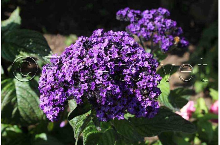 Vaniljeblomst � Heliotropium arborescens � �Vanilla� � Fr� (min. 60 stk.)