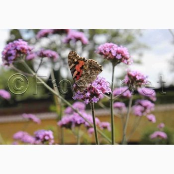 Blomsterfr Verbena bonariensis - Kmpejernurt (ca. 150 fr)