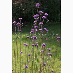 Blomsterfr Verbena bonariensis Vanity - Kmpejernurt (ca. 75 fr)