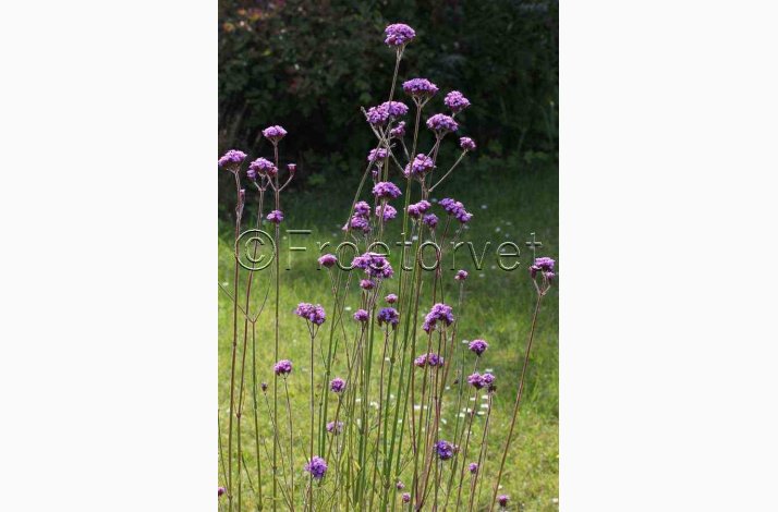 K�mpejernurt �Vanity� � Verbena bonariensis � Fr� (ca. 75 stk.)