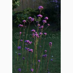 Blomsterfr Verbena bonariensis Vanity - Kmpejernurt (ca. 75 fr)