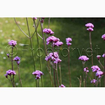 Blomsterfr Verbena bonariensis Vanity - Kmpejernurt (ca. 75 fr)