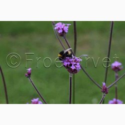 Blomsterfr Verbena bonariensis Vanity - Kmpejernurt (ca. 75 fr)
