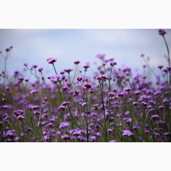 Blomsterfr Verbena bonariensis Vanity - Kmpejernurt (ca. 75 fr)